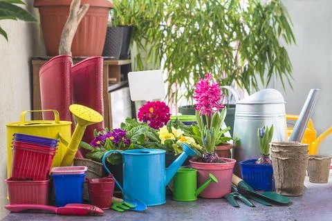 Spring gardening concept; Multicolored primula and hyacinths flowers in pots, Stock Photos
