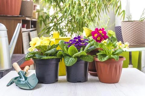 Spring gardening concept Stock Photos