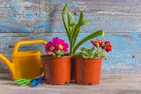 Spring gardening concept Stock Photos