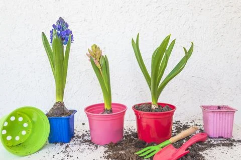 Spring gardening concept; Spring flowers in pots, gardening equipment on wh.. Stock Photos