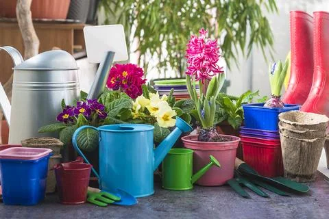 Spring gardening concept; Various spring flowers: hyacinths, primula, garde.. Stock Photos