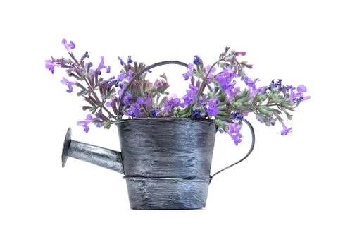 Spring gardening Foto stock