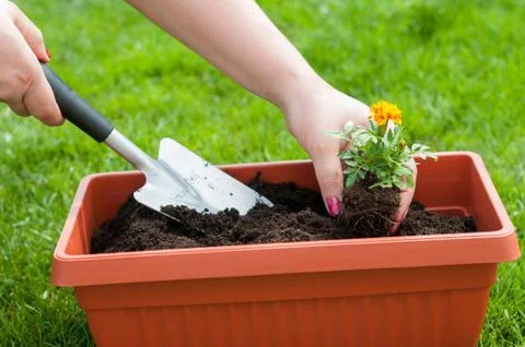 Spring gardening Stock Photos