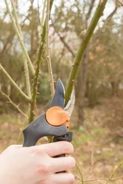 Spring gardening, pruning. Stock Photos