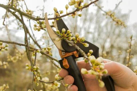 Spring gardening, pruning. Stock Photos