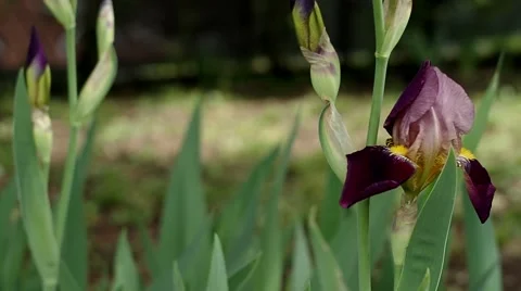 Spring gardens floral backgrounds Stock Footage 51436909