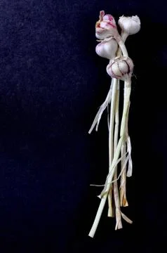 Spring Garlic Stock-Fotos