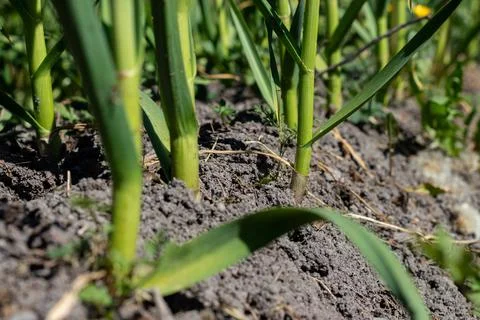 Spring Garlic Stock Photos