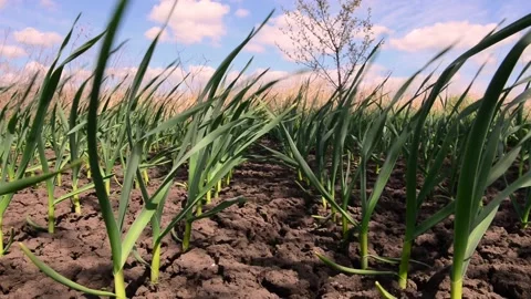 Spring garlic plants in a rows Stock Footage 153811866