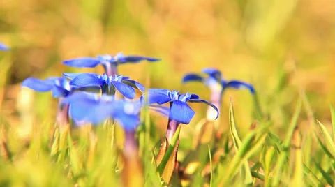 Spring Gentian flowers Vidéo 24815148