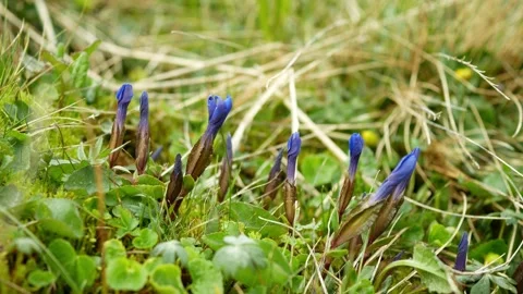 Spring gentian mountain meadow rare wild vivid flower blue Gentiana verna 스톡 동영상 336126520