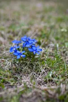 Spring gentian Stock Photos
