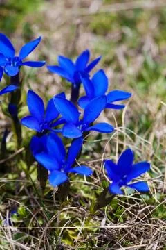 Spring gentian Stock Photos