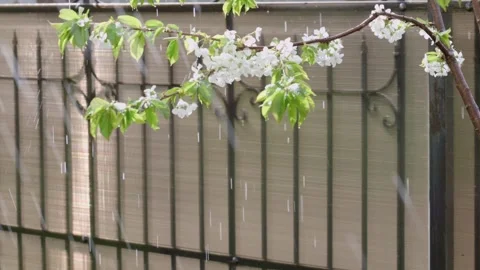 In spring, gentle rain falls on cherry blossoms, creating a serene atmosphere Stock Footage 326621979