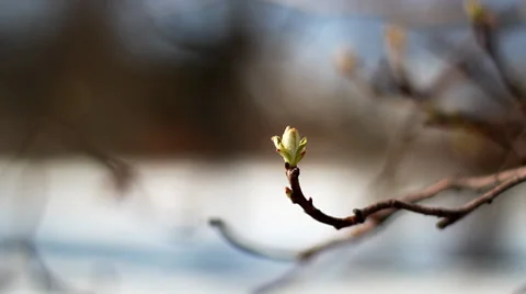 Spring is getting closer. Stock Footage 35932517