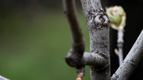 Spring is getting closer,  Pear tree buds In spring Video stock 36480111