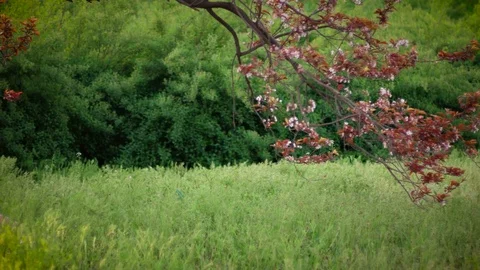 Spring girl portrait Stock Footage