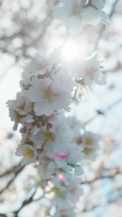 Spring Giving Life To White Petals Stock Footage 263889723