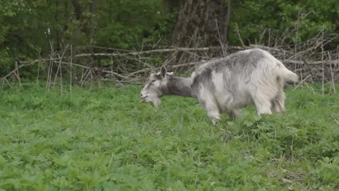 Spring. A goat grazes in a meadow on a warm May day Stock Footage 161601168