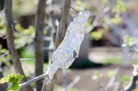 Spring grafting of trees wrapped in foil. Gardening concept Stock Photos