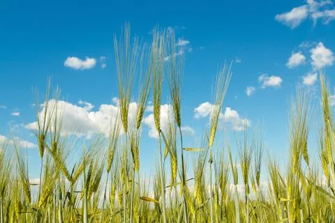 Spring grain with blue sky Stock Photos