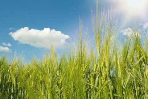 Spring grain with blue sky Stock Photos