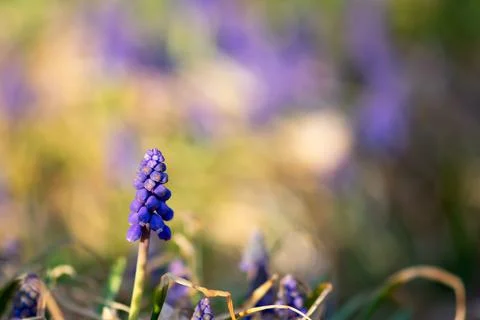 Spring Grape Hyacinth Stock Photos