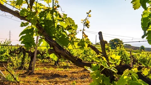 Spring grape-vine Video stock 96214430