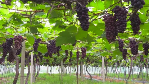 Spring Grape Vineyard Rows with New Growth Agricultural Footage Stock Footage 319613736