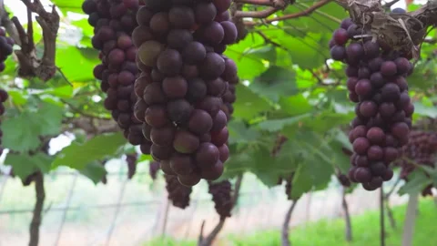 Spring Grape Vineyard Rows with New Growth Agricultural Footage Stock Footage 319613741