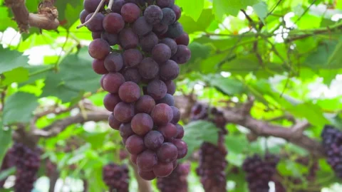 Spring Grape Vineyard Rows with New Growth Agricultural Footage Stock Footage 319828203