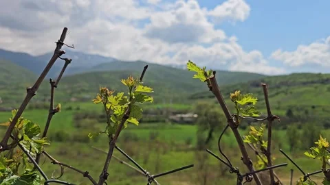 Spring Grapevine Shoots With Green Leaves Before Mountains and Clouds Stock Footage 346757340