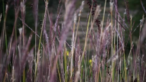 Spring grass 4K 2 Stock Footage 238431108