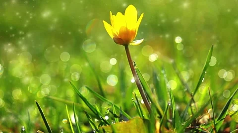 Spring grass and flower Stock Footage 8663733