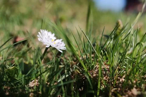 Spring grass and flower Stock Photos