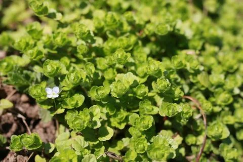 Spring grass and flower Stock Photos