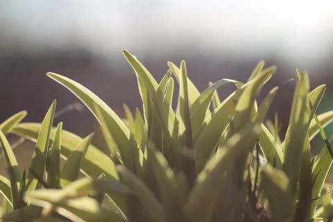 Spring grass and flower Stock Photos