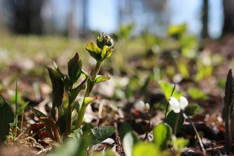 Spring grass and flower Stock Photos