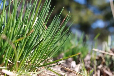 Spring grass and flower Stock Photos