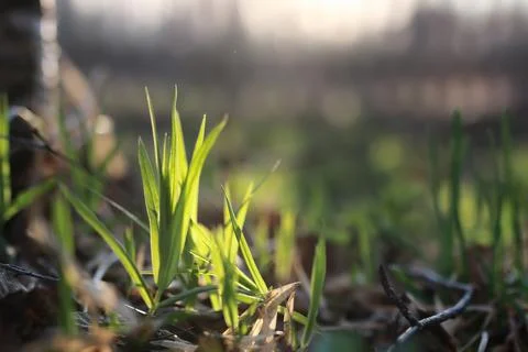 Spring grass and flower Stock Photos