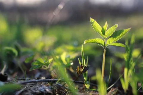 Spring grass and flower Stock Photos