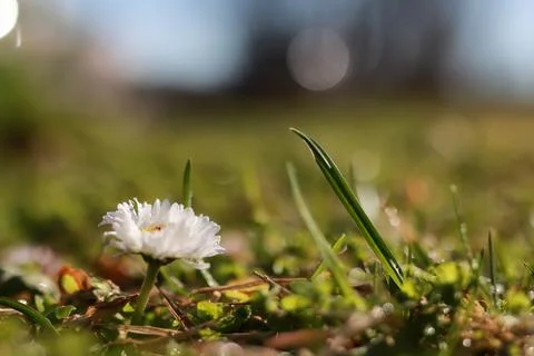 Spring grass and flower Stock Photos