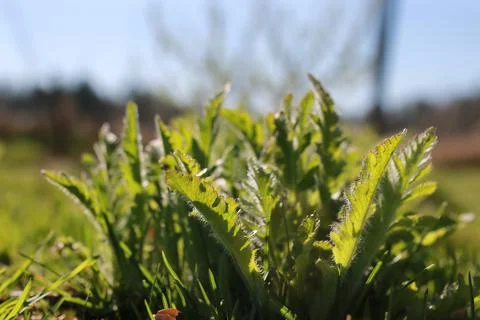 Spring grass and flower Stock Photos