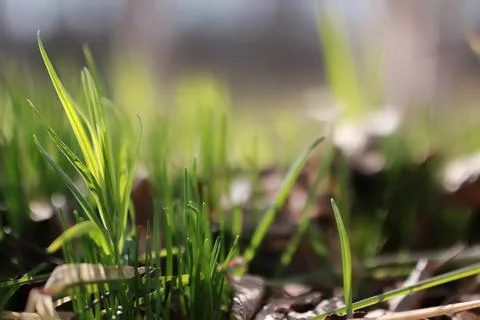 Spring grass and flower Stock Photos