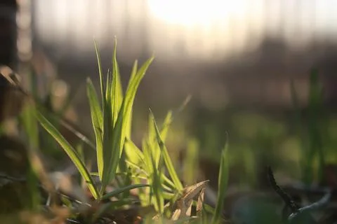 Spring grass and flower Stock Photos