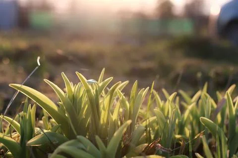 Spring grass and flower Stock Photos