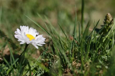 Spring grass and flower Stock Photos