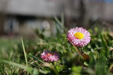 Spring grass and flower Stock Photos