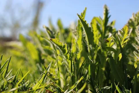 Spring grass and flower Stock Photos