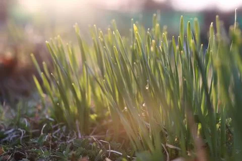Spring grass and flower Stock Photos